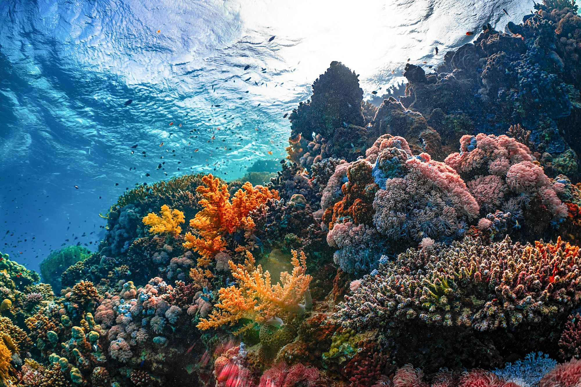 Os recifes de coral do Mar Vermelho